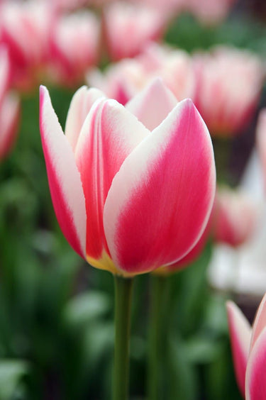 Darwin Hybrid 'Candy Apple Delight' Tulip, Spring Flowers (Mid to Late)